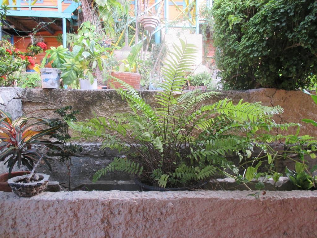Hotel Flemming Tree Providencia Island Zewnętrze zdjęcie
