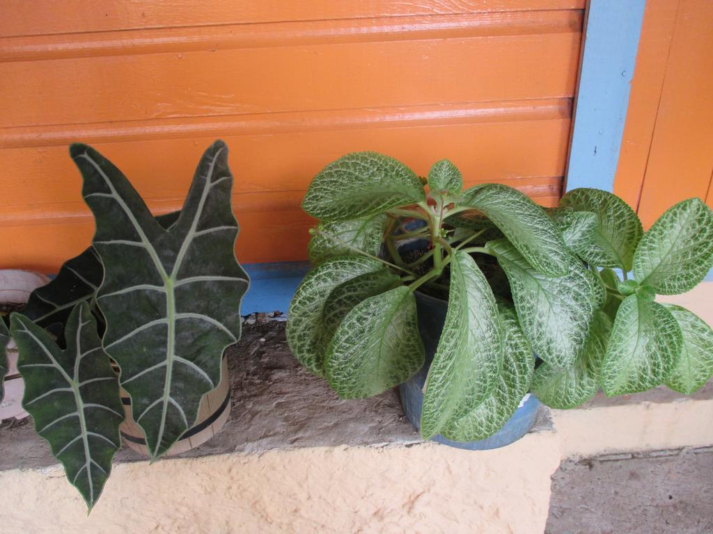 Hotel Flemming Tree Providencia Island Zewnętrze zdjęcie